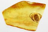 Detailed Fossil Marsh Beetle (Scirtidae) in Baltic Amber #346596-1